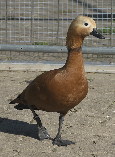 斯坦利